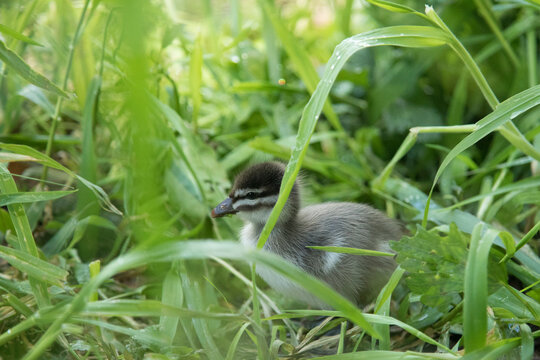Close up Wood duck chick is walking in the green.