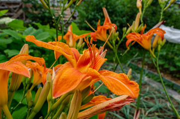 Inflorescences of daylilies on a green background