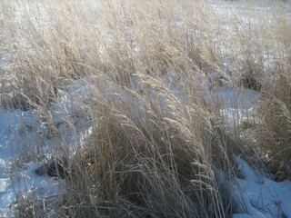 Frost-covered wild grass makes its way through the snow on a snow-covered field on a frosty winter day.