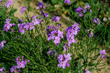 Erysimum 'Bowles Mauve'
bee sits on a flower