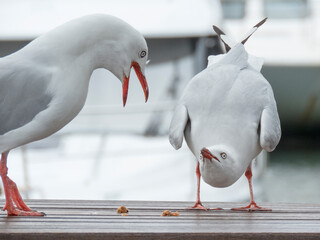 Seagulls are fighting over the food. 