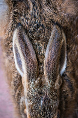 European hare - Liebre europea (Lepus europaeus), also known as the brown hare, Navarra, Spain, Europe