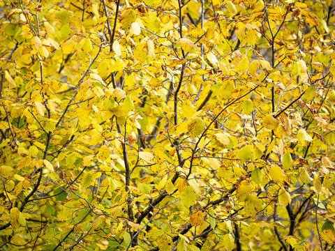 Ripoll Bilder Durchsuchen 2,363 Archivfotos, und