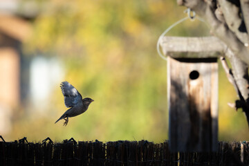 Sparrows in the Backyard