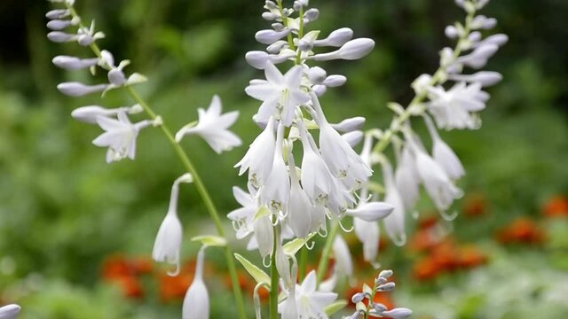 Flowers hosts. Abundant bloom of shade-tolerant bula hosts in the garden. The Latin name is H&oacute;sta. Perennial herb.