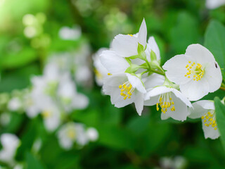Twig with white jasmine flower in spring