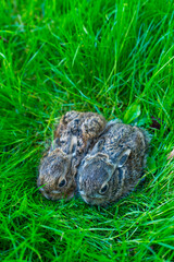European hare - Liebre europea (Lepus europaeus), also known as the brown hare, Navarra, Spain, Europe