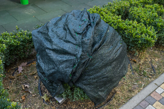 Shrubs protection from frost in winter in a beautiful boxwood garden.