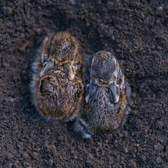 European hare - Liebre europea (Lepus europaeus), also known as the brown hare, Navarra, Spain, Europe
