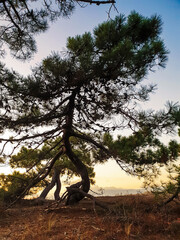 Crooked pine tree