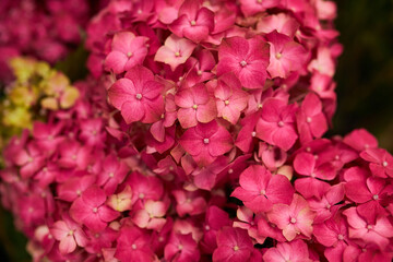 Pink hydrangea close-up. Flowers. Festive bouquet. Flowers in the store.