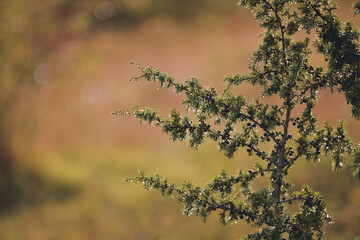 Fototapeta premium juniper bush with drops of water shining in the sun. natural medicinal plant juniperus communis