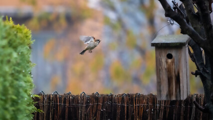 Sparrows at Home