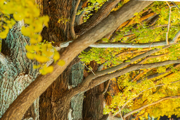 【東京都】国営昭和記念公園のイチョウ並木ライトアップ