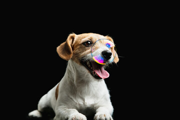 Playing child. Jack Russell Terrier little dog. Cute playful doggy or pet playing on black background with soap bubbles. Concept of motion, action, movement, pets love. Looks happy, delighted, funny.