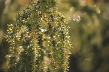 juniper bush with drops of water shining in the sun. natural medicinal plant juniperus communis