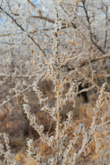 Rime on the branches of plants. Frost texture. Close-up. Plants in winter frost. Snow on the ground. Winter. White snowflakes on the branches. Snowflakes texture. Steppe thorns in winter