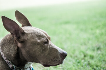 portrait of a terrier dog