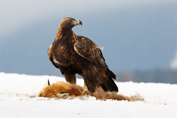 Golden eagle, aquila chrysaetos, standing on snow next to prey in winter. Wild feathered predator...