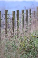 Pasture fence