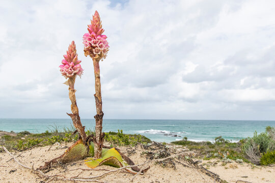 Satyrium carneum flower growing in sandy soils along the coastline