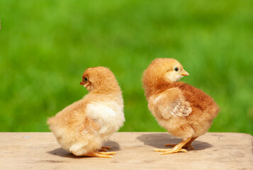 Close up twin of newborn chicken friend on green natural background. Little chickens on wood flor, family and friendship