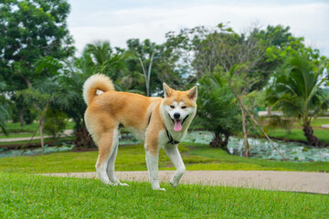 Naklejka na ściany i meble Cute akita dog smiling in the park