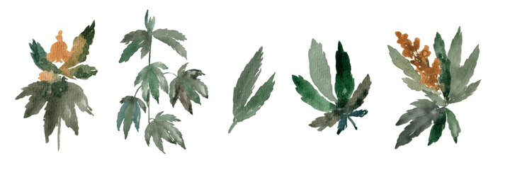Set of watercolor hand drawings of cannabis isolated on white background. Hemp bush, leaves, twigs. Medical marijuana. Botanical illustration.