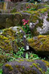 naturaleza, verde, invierno, hojas, plantas, arboles, textura, abstracto, macro, color, madera