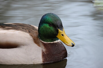 Duck on the water