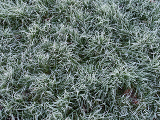 Frozen frost grass background seen from above. With autumn leaves.