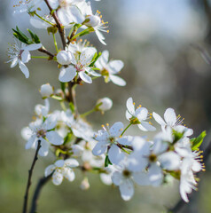 First apricot or cherry flowers with leaves on branch. Sakura blooming in the spring