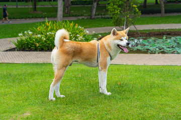 Adorable akita dog smiling in the park