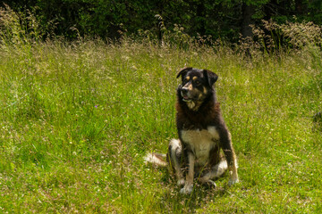 Mountain dog resting in grass in  Bucegi mountains,  Bucegi National Park,  Romania,  summer day