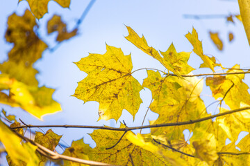 Yellow autumn maple leaves on a blue sky background - autumn background