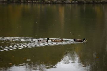 Naklejka na ściany i meble Ducks swimming in lake during autumn