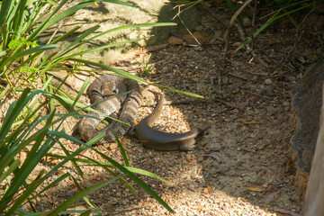 Tiger snake (Notechis scutatus) and a blue tongue skink together in Australian bush