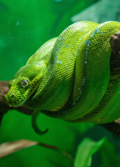 The green tree python (Morelia viridis) resting on the branch of tree in a saddle position with its head in the middle in Australia