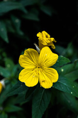 Obraz premium The yellow dramatic beauty