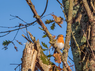 Robin singing in hedge, in autumn sunshine UK.