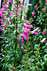 pink flowers in a garden