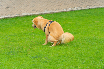 Golden retriever dog pooping on the green grass surface