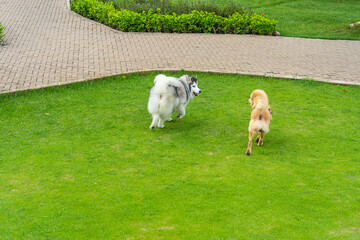 Fototapeta na wymiar Fluffy Alaskan malamute and golden retriever dog at the park