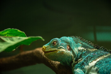 Critically endangered Fijian crested iguana