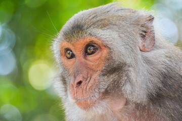 Obraz premium Monkey.Form Sundarban,Bangladesh.Word largest mangrove forest