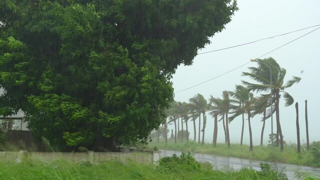 Trees and Palm trees under heavy rain and very strong wind. Tropical storm concept. Contains natural sound