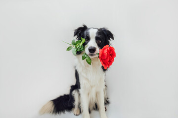 St. Valentine's Day concept. Funny portrait cute puppy dog border collie holding red rose flower in...