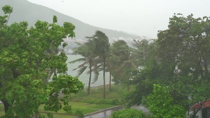 Trees and Palm trees under heavy rain and very strong wind. Tropical storm concept. Contains natural sound