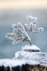 Twig of a fir tree covered in frost and rime sticking in a snow covered trunk