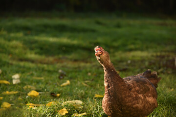 Lovely duck peeks into the frame against a background of green grass